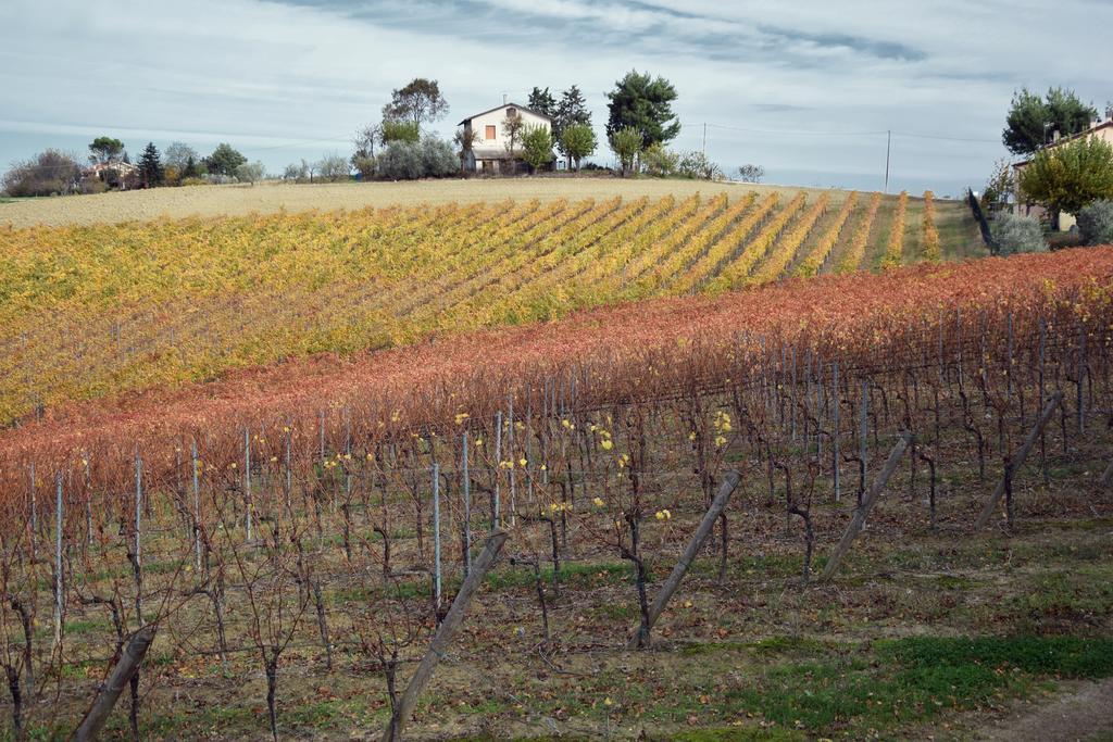 Agriturismo Al Rifugio Divino Belvedere Ostrense Εξωτερικό φωτογραφία