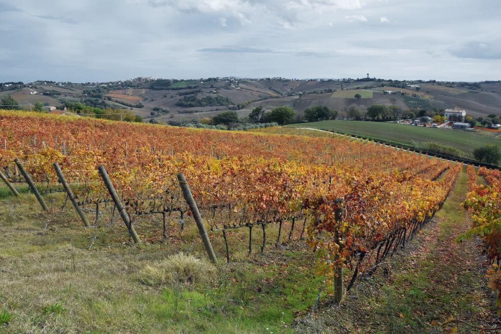 Agriturismo Al Rifugio Divino Belvedere Ostrense Εξωτερικό φωτογραφία